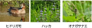 あおぞら自然観察会