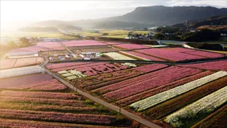 三光コスモス祭り2025