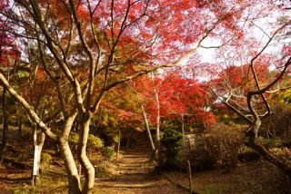 【紅葉・見ごろ】丸山公園