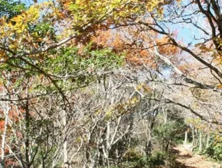 【紅葉・見ごろ】龍頭山