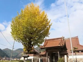 【紅葉・見ごろ】専教寺