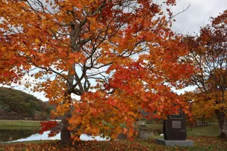 【紅葉・見ごろ】田瀬湖周辺