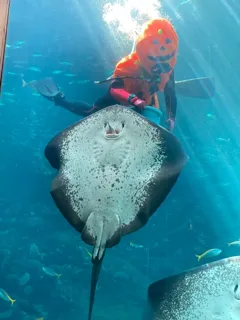 魚たちも楽しみ?今年も仮装ダイバー登場!!  魚の餌付けショー