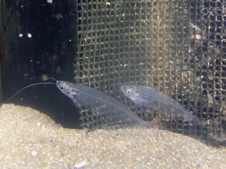 泳ぐ幽霊！？魚たちのハロウィーンパーティー