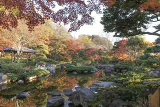 【紅葉・見ごろ】大磯城山公園