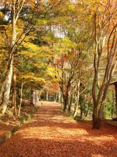 【紅葉・見ごろ】虹の滝