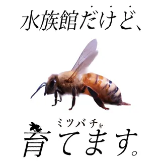 「京都水族館養蜂部」活動開始記念展示