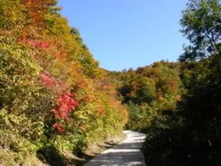 【紅葉・見ごろ】部子山