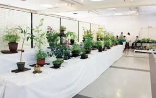 秋の山野草展