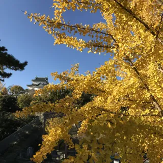 【紅葉・見ごろ】和歌山城