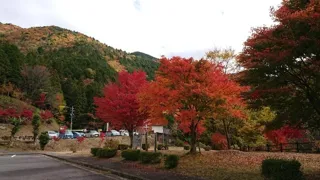 【紅葉・見ごろ】付知峡
