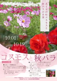 みどりの杜コスモスと秋バラの共演