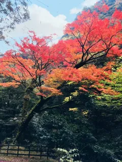 【紅葉・見ごろ】北郷町のイロハモミジ