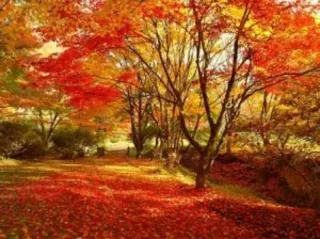 【紅葉・見ごろ】きみまち阪県立自然公園