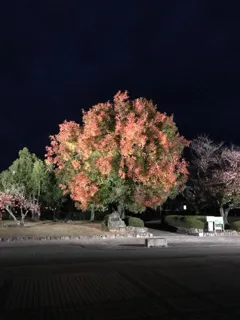 田中苑 楷の木ライトアップ