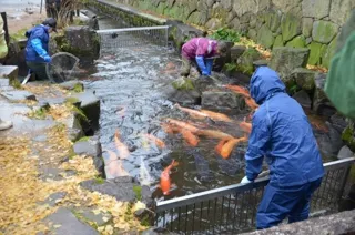 瀬戸川の鯉の引っ越し