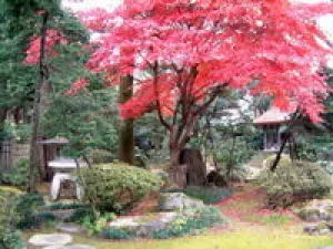 【紅葉・見ごろ】椿寿荘