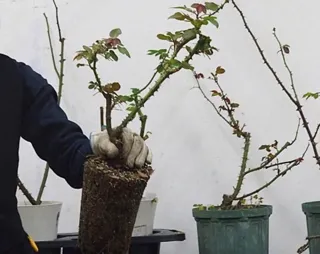 バラ教室(基本編)