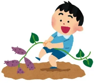 東京都練馬区・埼玉県和光市の畑で「さつまいも掘り収穫体験」