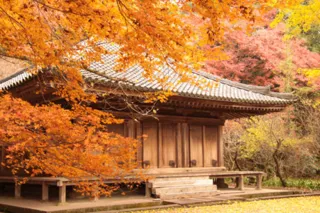 【紅葉・見ごろ】富貴寺