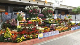第56回おびひろ菊まつり