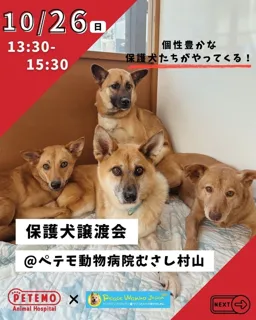 保護犬譲渡会@ぺテモ動物病院むさし村山（東京/武蔵村山市）