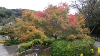 【紅葉・見ごろ】眉山公園