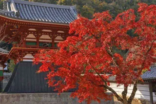 【紅葉・見ごろ】天野山金剛寺