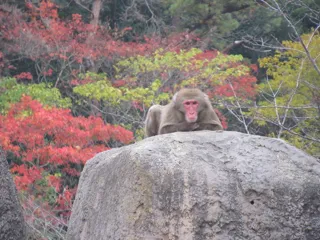到津の森紅葉フェア
