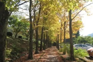 【紅葉・見ごろ】石川県農林総合研究センター 林業試験場（樹木公園）