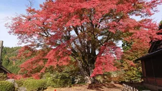 【紅葉・見ごろ】西慶寺
