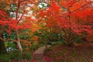 【紅葉・見ごろ】西田家庭園「玉泉園」