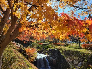 【紅葉・見ごろ】永光寺