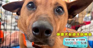 保護犬お迎え説明会（11月）