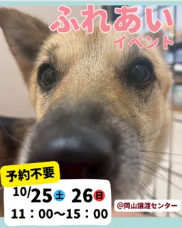 保護犬ふれあいイベント