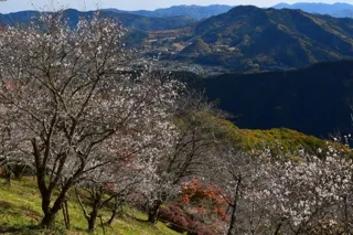 桜山まつり