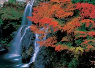 【紅葉・見ごろ】大轟の滝