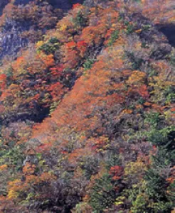 【紅葉・見ごろ】高の瀬峡