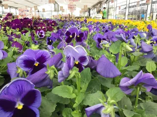 地域最大級のお花の直売会「農場祭」