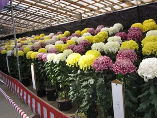 第72回太宰府天満宮秋芳会菊花展