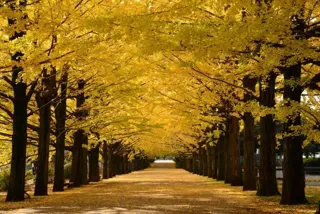 国営昭和記念公園　黄葉・紅葉まつり2025