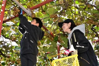 霜島農園・キウイ収穫体験