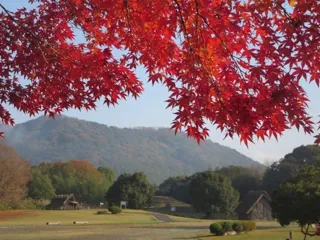 【紅葉・見ごろ】八雲立つ風土記の丘