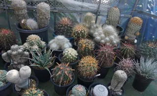 サボテン・多肉植物展示会