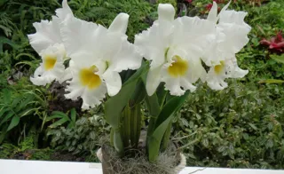 第79回 秋の洋らん展