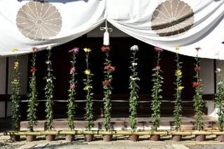 第19回しまね花の郷菊まつり 特別展示「王朝の菊花～嵯峨菊～」