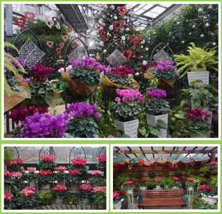 シクラメンフェア2025