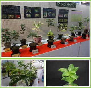 ～生きた文化遺産～　カラタチバナ・マンリョウ展