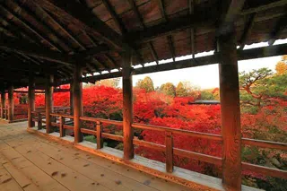 東福寺　夜間拝観