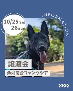 保護犬譲渡会@湘南台ファンタジア（神奈川県藤沢市）
